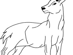 Deer Stag